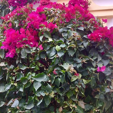 אדחה Windsor Panoramic Las Americas מראה חיצוני תמונה