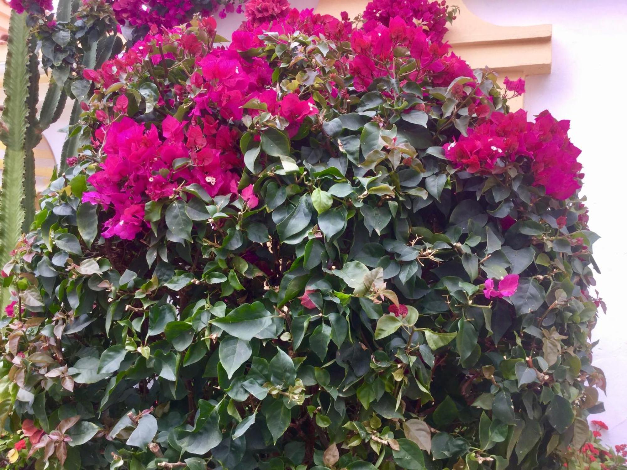 אדחה Windsor Panoramic Las Americas מראה חיצוני תמונה